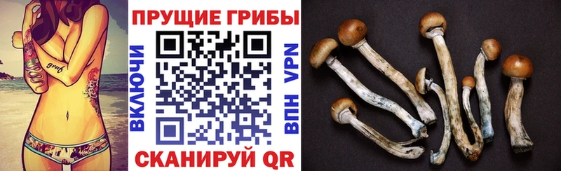 Галлюциногенные грибы Psilocybine cubensis  Волхов 